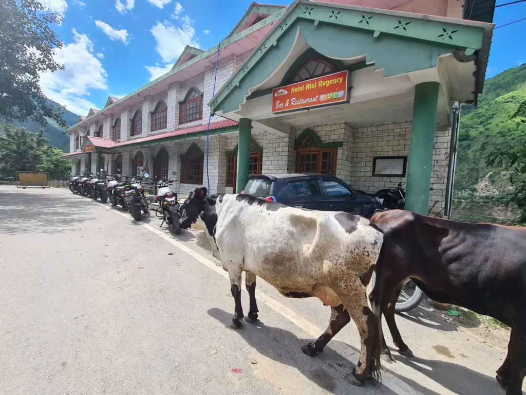himalayas cows